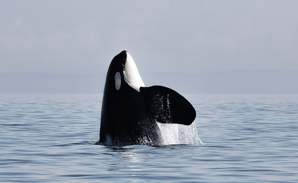 Orca breaching the surface