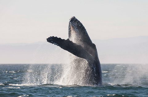 Whale breaching the surface