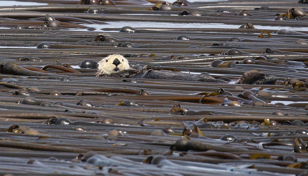 Seeing other wildlife is part of the Eagle Wing Tours experience. Here, a sea otter lies in a massive kelp bed