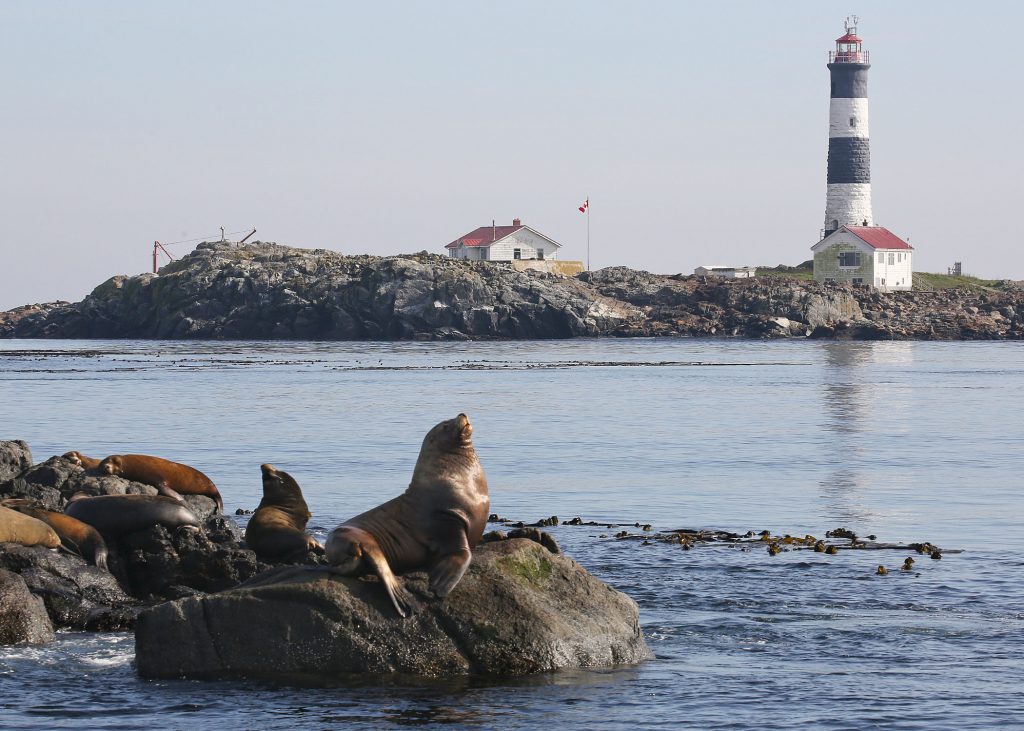 Visiting marine wildlife and scenic locations is part of our whale watching experience. Here, some sea lions lie on the rocks, with the Race Rocks Lighthouse in the background
