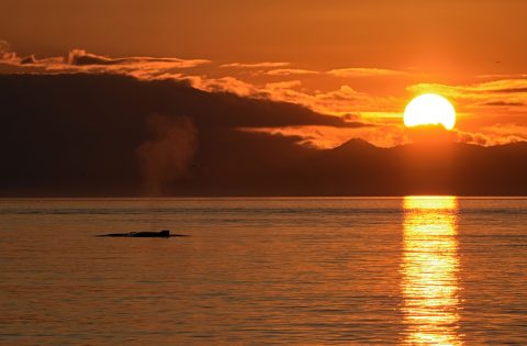 A humpback whale surfaces in a brilliant orange sunset on a whale watch tour from Victoria
