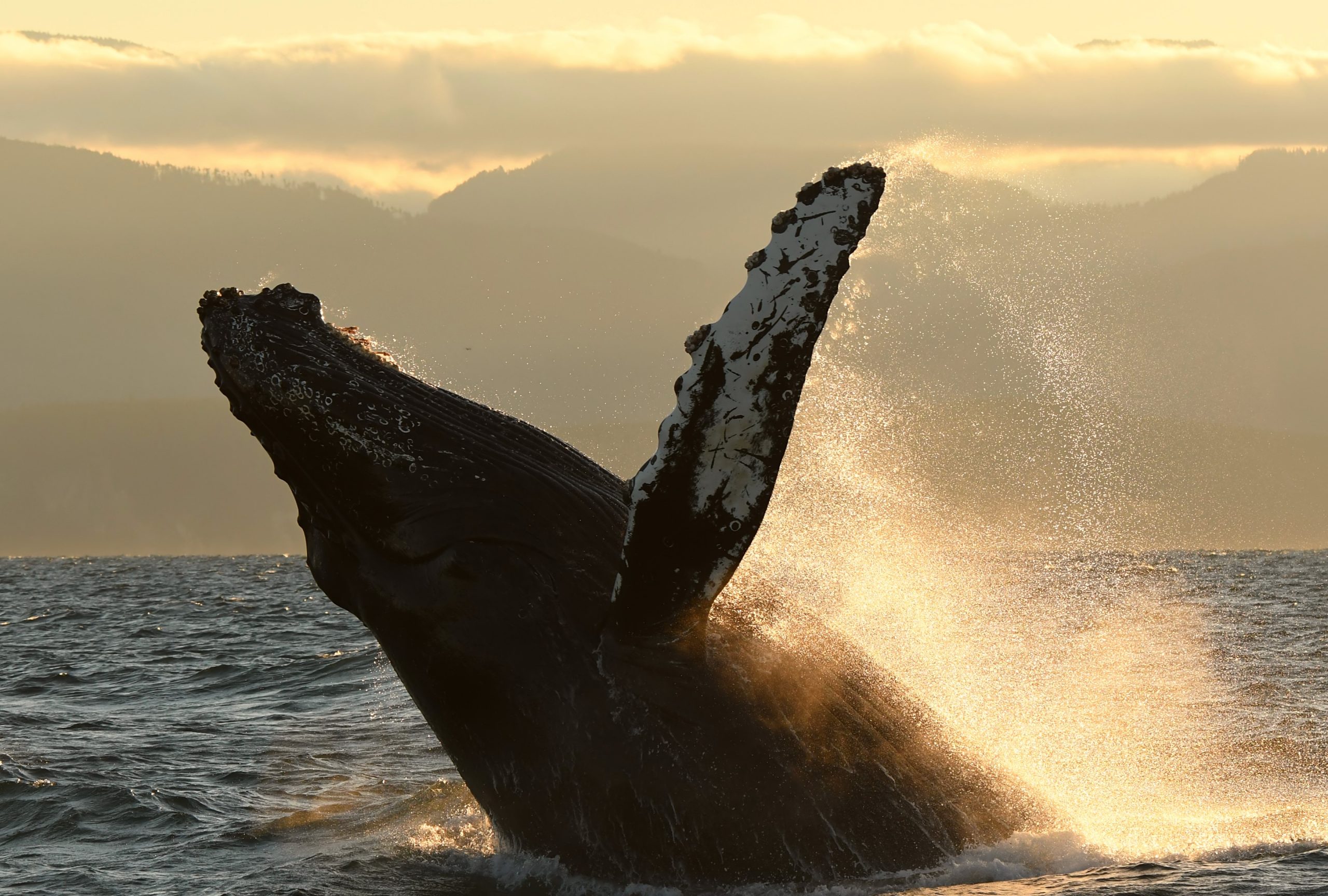 sunset whale tour vancouver