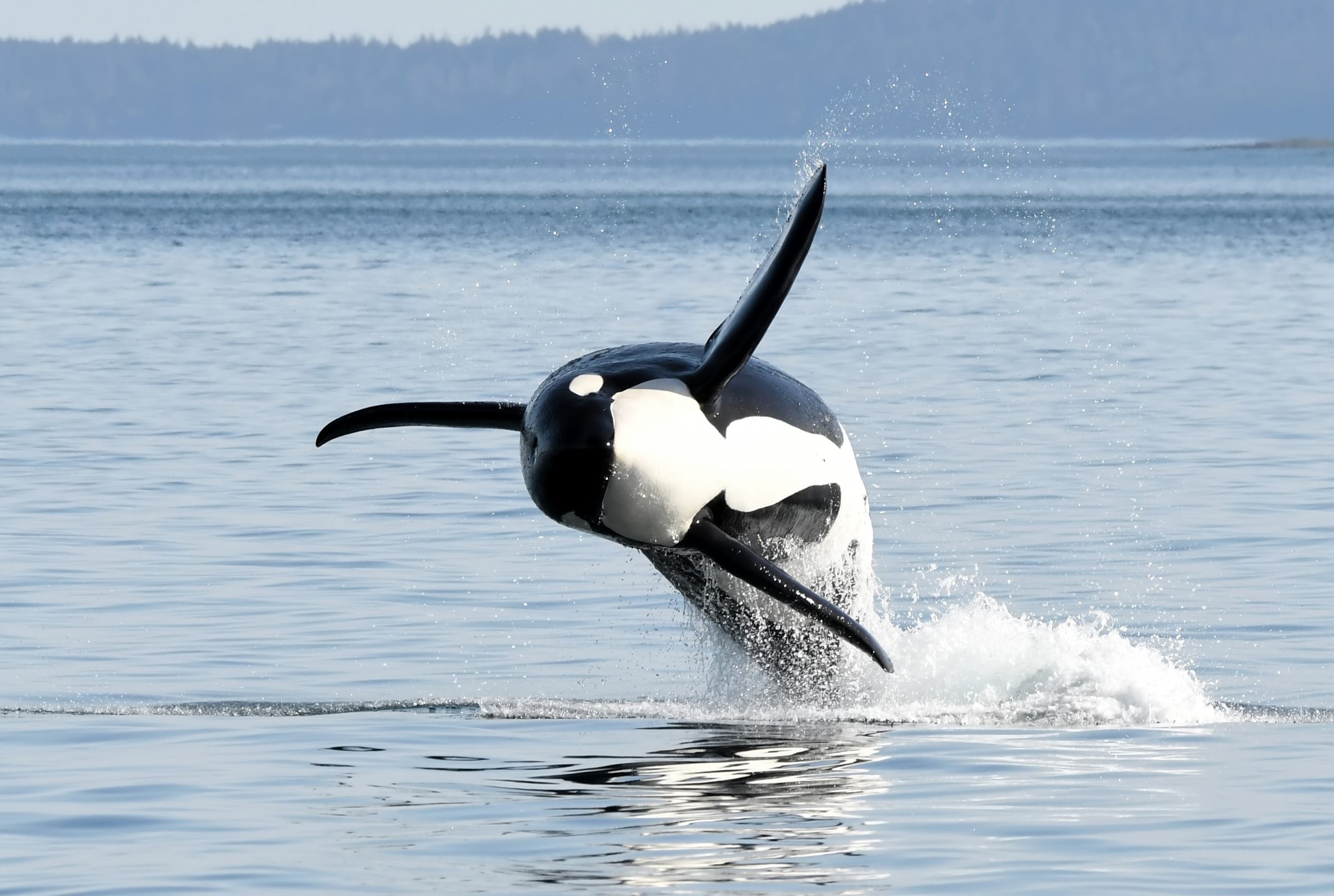 Summer Whale Watching Tours Victoria, BC | Eagle Wing Tours