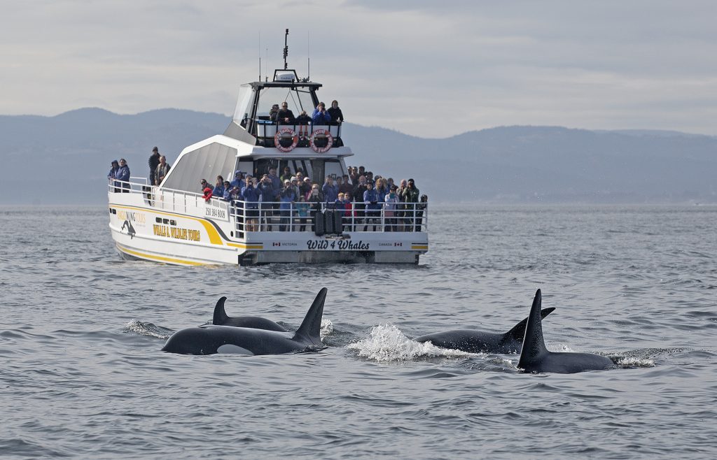 Wild 4 Whales boat with killer whales in the foreground