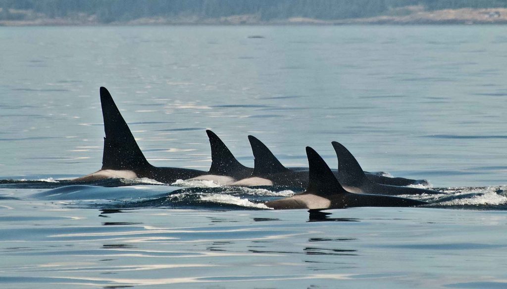 A family group of Bigg's or transient killer whales resting together