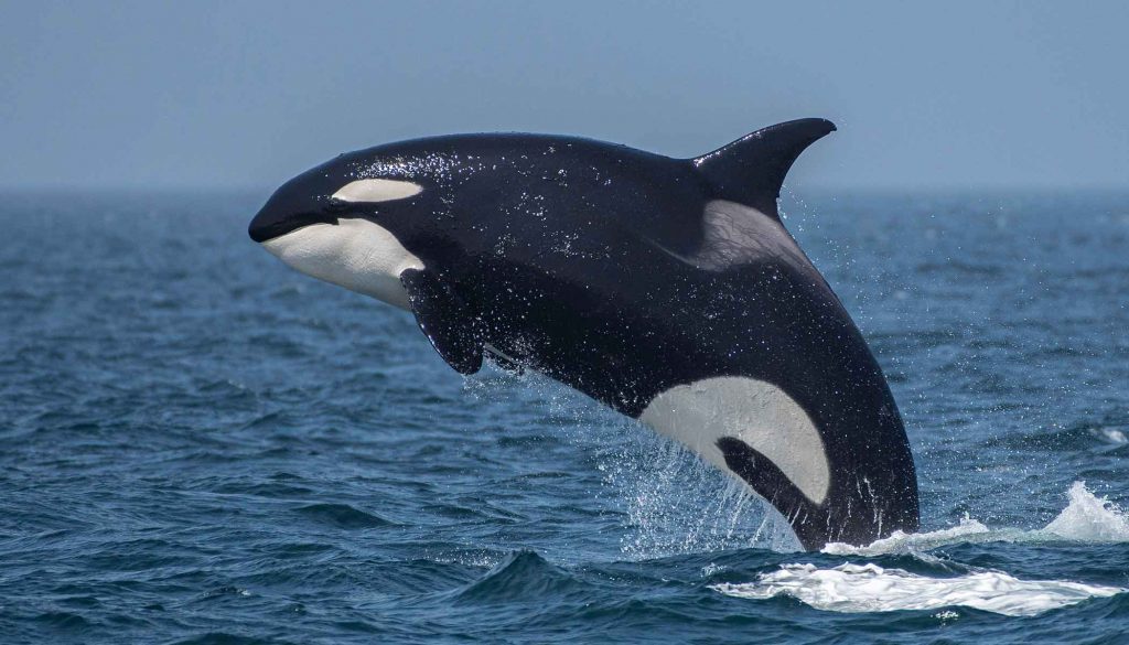 Killer whale leaping out of the water in a behaviour known as breaching