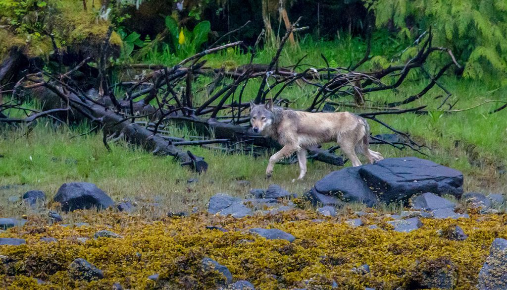 A coastal wolf watches the team from a distance as it lopes along the forest edge