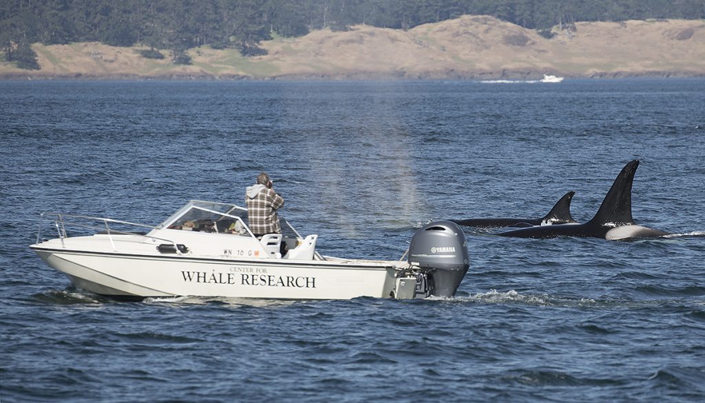 A Center for Whale researcher takes photos of some killer whales near his vessel. Guest donations help fund the activities of this research organization.