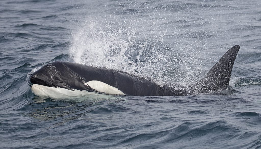 A Bigg's killer whale matriarch known as Wake surfaces in choppy seas