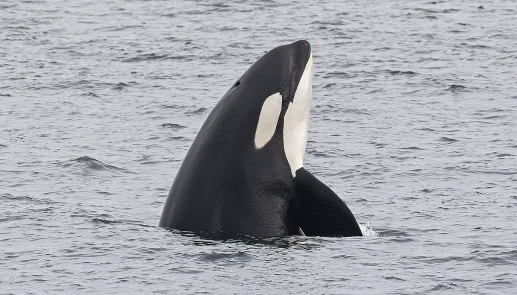 The matriarch killer whale Raksha spyhops with her head out of the water.