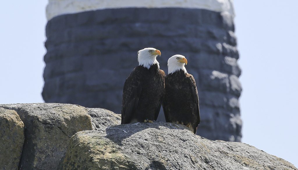 A mated pair of bald eagles sits on a rock in front of the Race Rocks light tower.