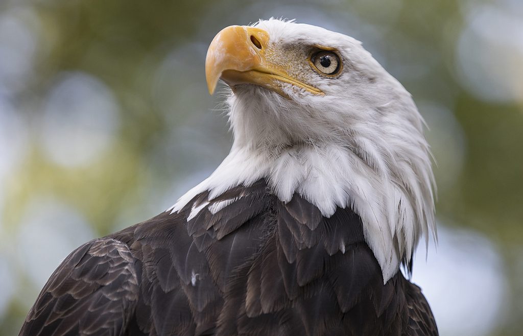 A close-up look at a bald eagle head.