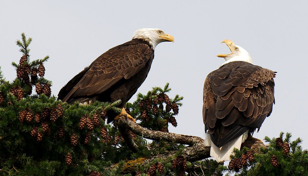 Two bald eagles sit on an evergreen tree. One eagle is vocalizing with its beak open.