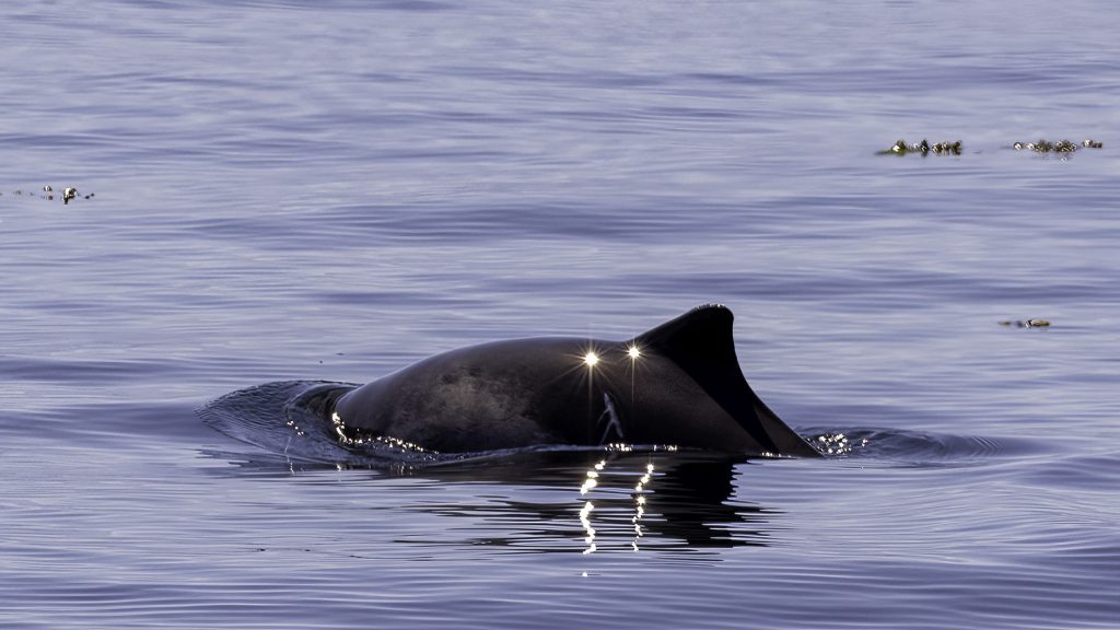 A harbour porpoise swims in calm water, showing the top of its body and its dorsal fin.
