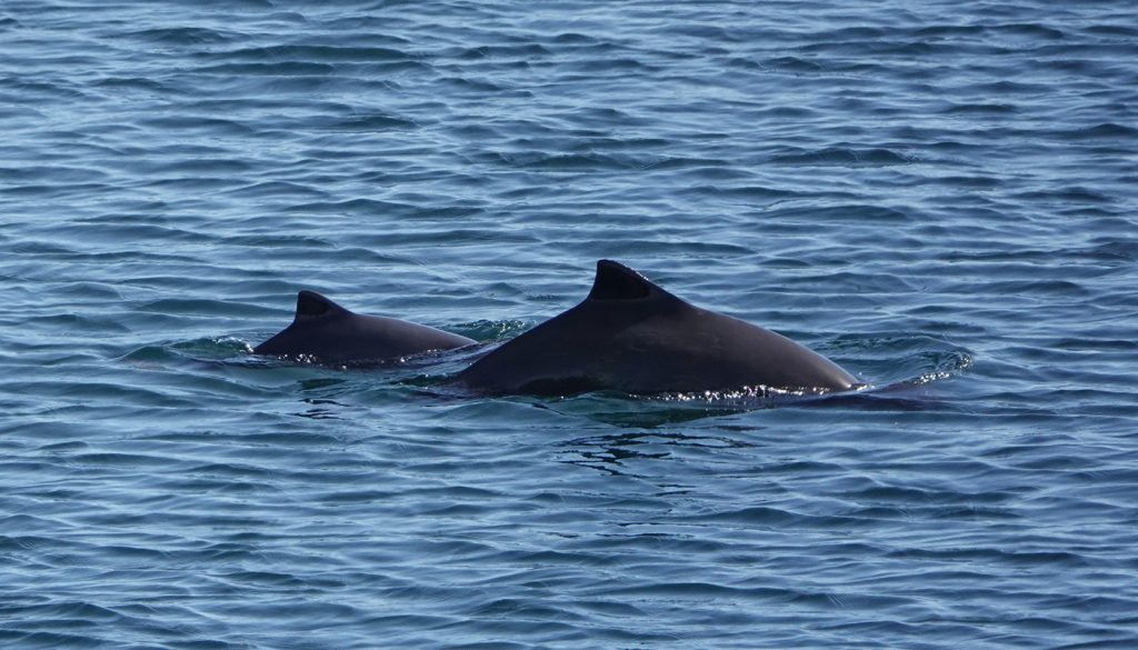 A harbour porpoise mother and calf swim in calm water.