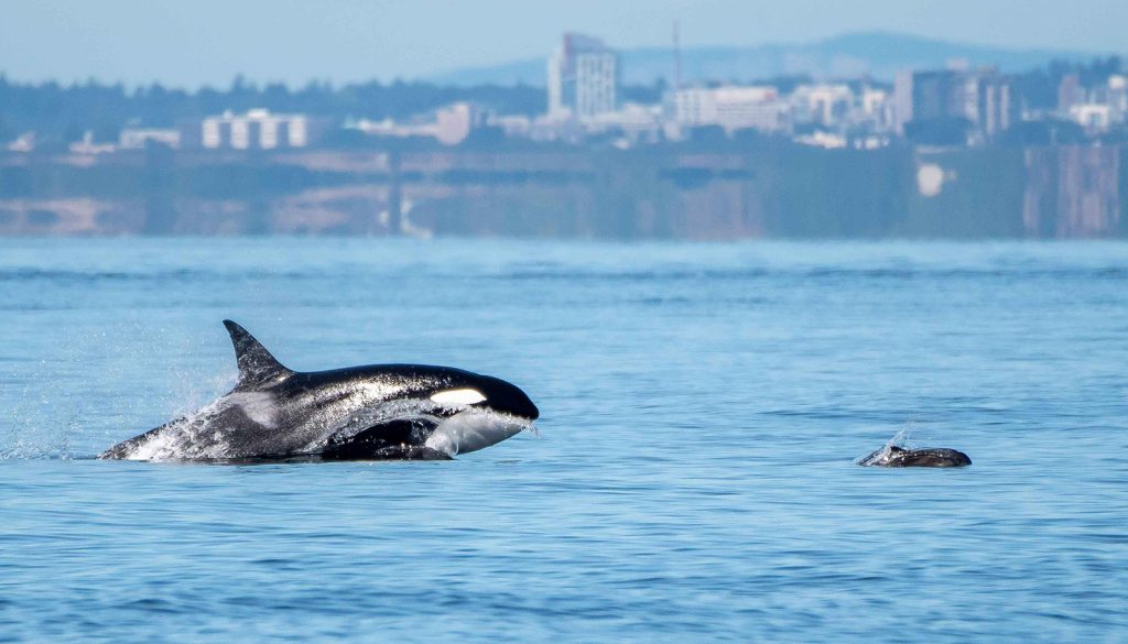 A harbour porpoise flees for its life as it is pursued by a Bigg's killer whale.