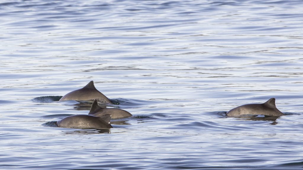 A group of harbour porpoises forages in calm water.